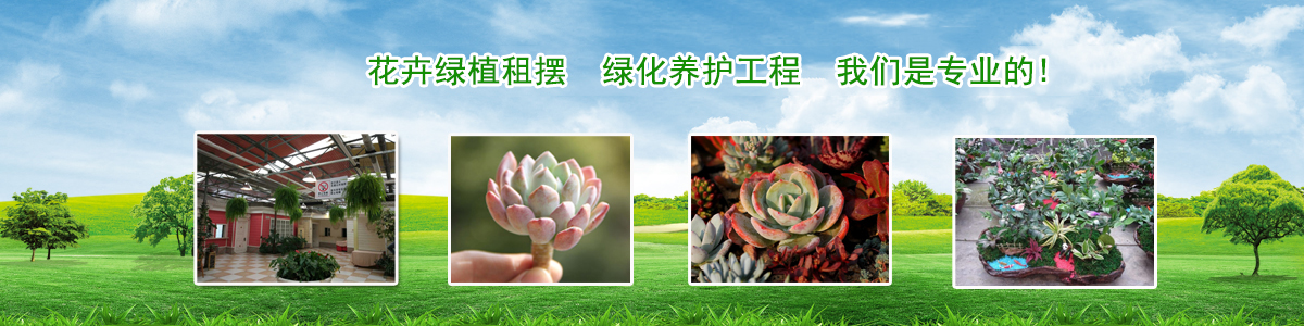 花卉品類 花卉品類