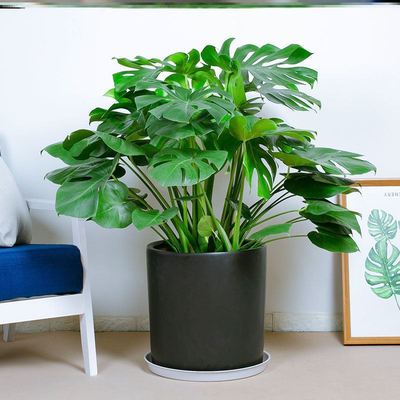 【綠植】葉片獨(dú)居特色的中型花卉【龜背竹】