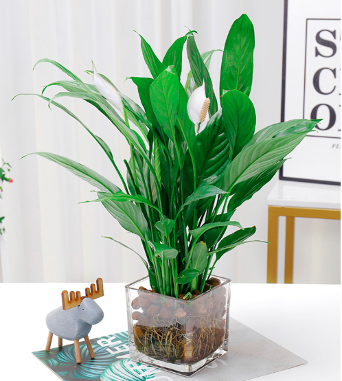 西安水培花卉供應(yīng)|西安碧盛園藝