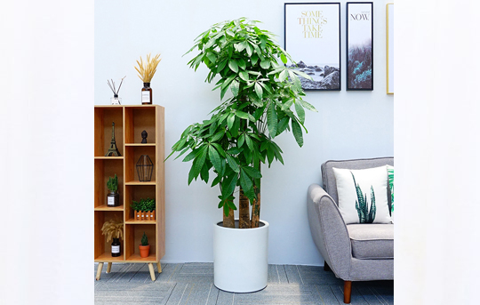 西安發(fā)財(cái)樹基地直供三桿步步高發(fā)財(cái)樹綠植盆栽