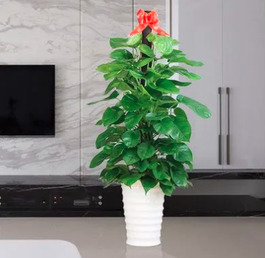 西安綠蘿生產(chǎn)基地綠蘿生產(chǎn)廠家就找西安碧盛園藝