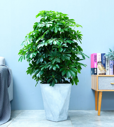 西安綠植【鴨掌木】養(yǎng)護(hù)技巧