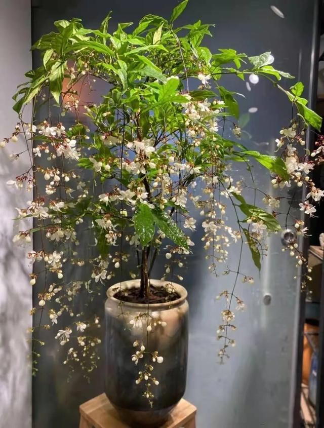 西安綠植租擺|垂絲茉莉|超美綠植花卉