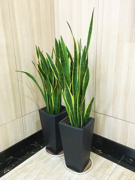 超級(jí)皮實(shí)耐養(yǎng)的綠植【虎皮蘭】西安綠植租賃