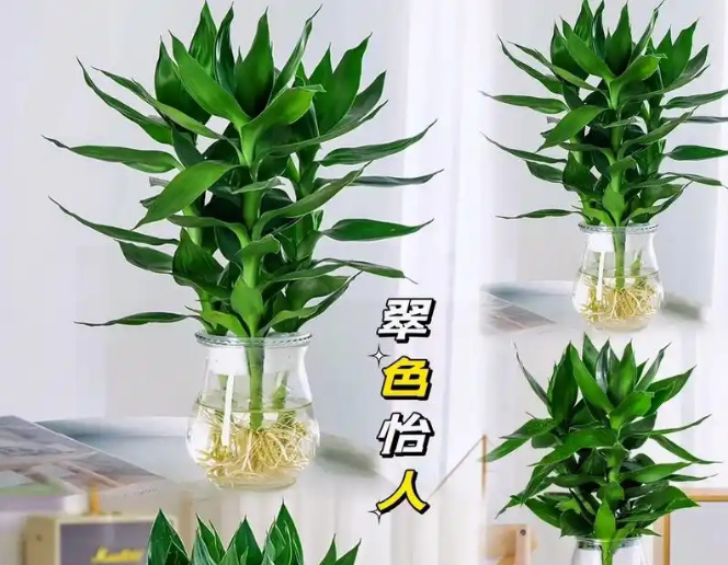 桌擺水培|觀音竹|西安出租養(yǎng)護(hù)公司