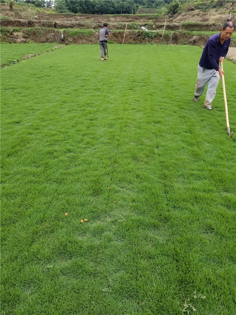 西安草坪基地|西安草坪廠家|西安草坪批發(fā)